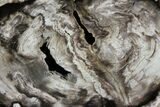 Bargain, Petrified Wood (Bald Cypress) Slab - Saddle Mountain, WA #94020-1